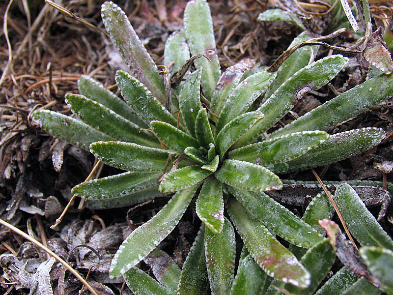 Saxifraga hostii subsp. rhaetica / Sassifraga di Host